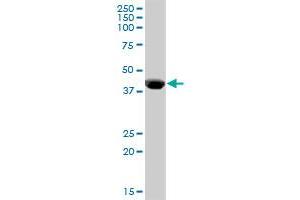 CPB1 MaxPab polyclonal antibody. (CPB1 antibody  (AA 1-417))