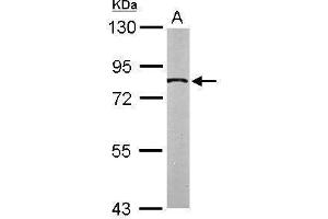 WB Image Sample (50 ug of whole cell lysate) A: Mouse brain 7. (SLC20A1 antibody)