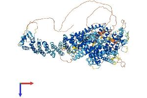 Fanconi Anemia, Complementation Group D2 (FANCD2) (AA 1-1451) protein (His tag)