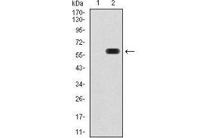 Western blot analysis using ATG16L1 mAb against HEK293 (1) and ATG16L1 (AA: 11-257)-hIgGFc transfected HEK293 (2) cell lysate. (ATG16L1 antibody  (AA 11-257))