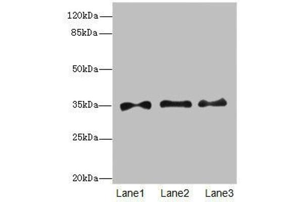 PRPS1 antibody  (AA 1-318)