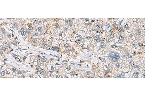 ARIH1 antibody
