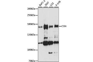 Western blot analysis of extracts of various cell lines, using CGN antibody. (Cingulin antibody)