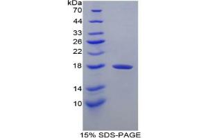 SDS-PAGE analysis of Dog Transthyretin Protein. (TTR Protein)