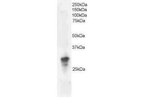 Image no. 1 for anti-Growth Factor Receptor-Bound Protein 2 (GRB2) (C-Term) antibody (ABIN374150) (GRB2 antibody  (C-Term))
