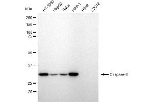 Western blotting analysis using Caspase 3 antibody (ABIN7797895).