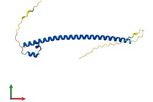 AlphaFold protein structure predicition of Human Recombinant MAFK Protein, UniprotID O60675 (MAFK Protein (AA 1-156) (His tag))