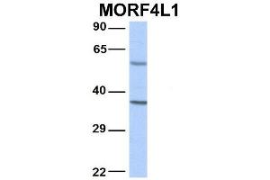 Host:  Rabbit  Target Name:  MORF4L1  Sample Type:  Human Adult Placenta  Antibody Dilution:  1.