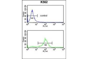 Flow Cytometry analysis of K562 cells using SFRP1 Antibody (N-term) Cat. (SFRP1 antibody  (N-Term))