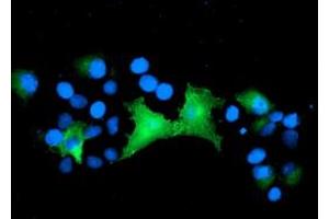 Anti-EPN2 mouse monoclonal antibody (ABIN2455559) immunofluorescent staining of COS7 cells transiently transfected by pCMV6-ENTRY EPN2 (RC213652). (Epsin 2 antibody)