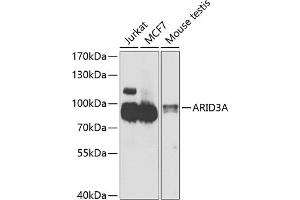 Western blot analysis of extracts of various cell lines, using A antibody (ABIN6131196, ABIN6137102, ABIN6137103 and ABIN6223591) at 1:1000 dilution. (ARID3A antibody  (AA 324-593))