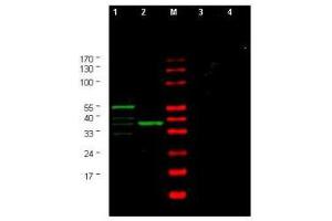 Image no. 1 for anti-Checkpoint Kinase 1 (CHEK1) (AA 312-327) antibody (ABIN290165) (CHEK1 antibody  (AA 312-327))