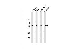 All lanes : Anti-ENTPD2 Antibody (N-term) at 1:2000 dilution Lane 1: H. (ENTPD2 antibody  (N-Term))