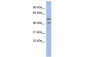 WB Suggested Anti-MYPOP Antibody Titration: 0. (Myb-Related Transcription Factor, Partner of Profilin (MYPOP) (C-Term) antibody)
