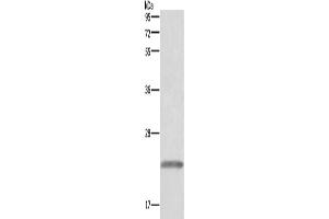Western Blotting (WB) image for anti-Growth Hormone 1 (GH1) antibody (ABIN2433074)