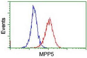 Image no. 3 for anti-Membrane Protein, Palmitoylated 5 (MAGUK P55 Subfamily Member 5) (MPP5) antibody (ABIN1500023) (MPP5 antibody)