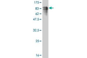 Western Blot detection against Immunogen (81. (TOE1 antibody  (AA 1-510))