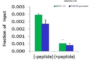 Chromatin Immunoprecipitation (ChIP) Using CTCF antibody - N-terminal region  and HCT116 Cells (CTCF antibody  (N-Term))