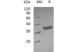 Western Blotting (WB) image for Granzyme B (GZMB) protein (His tag) (ABIN7320540) (GZMB Protein (His tag))