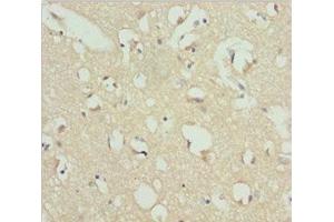 Immunohistochemistry of paraffin-embedded human brain tissue using ABIN7167437 at dilution of 1:100 (Receptor Accessory Protein 1 antibody  (AA 101-201))