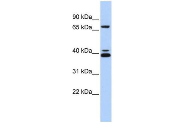 GATA6 antibody  (Middle Region)