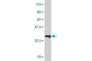Western Blot detection against Immunogen (36. (GATA3 antibody  (AA 103-200))