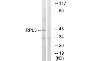 Western Blotting (WB) image for anti-Ribosomal Protein L3 (RPL3) (Internal Region) antibody (ABIN1850626) (RPL3 antibody  (Internal Region))