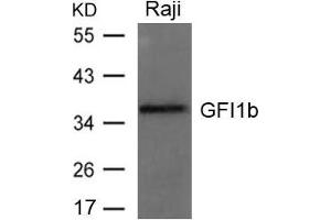 Western blot analysis of extracts from Raji cells using GFI1b Antibody.