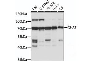 Western blot analysis of extracts of various cell line, using CHAT antibody (ABIN7266344) at 1:1000 dilution. (Choline Acetyltransferase antibody  (AA 331-630))