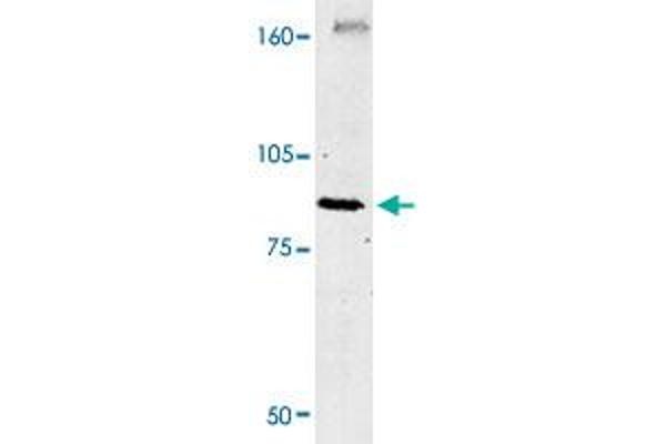 CLCN4 antibody  (C-Term)
