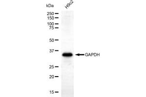 Western blotting analysis using GAPDH antibody (ABIN7798762).
