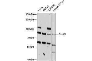 DNAI1 anticorps  (AA 350-699)