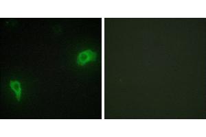 Peptide - +Immunofluorescence analysis of HepG2 cells, using DOK7 antibody. (DOK7 antibody  (N-Term))