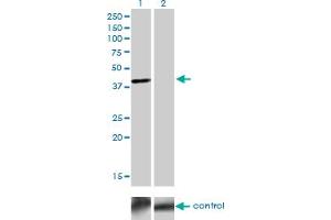 Western blot analysis of TFAP4 over-expressed 293 cell line, cotransfected with TFAP4 Validated Chimera RNAi (Lane 2) or non-transfected control (Lane 1). (TFAP4 antibody  (AA 93-192))