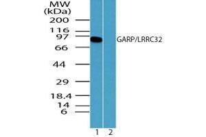 Image no. 2 for anti-Leucine Rich Repeat Containing 32 (LRRC32) (AA 250-300) antibody (ABIN960252) (LRRC32 antibody  (AA 250-300))