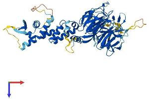 AlphaFold protein structure predicition of Human Recombinant KLHL42 Protein, UniprotID Q9P2K6