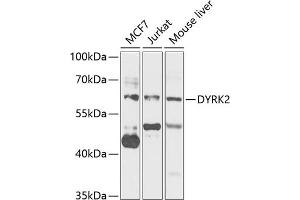 Western blot analysis of extracts of various cell lines, using DYRK2 antibody (ABIN6130879, ABIN6139897, ABIN6139898 and ABIN6222785) at 1:1000 dilution. (DYRK2 antibody  (AA 429-528))