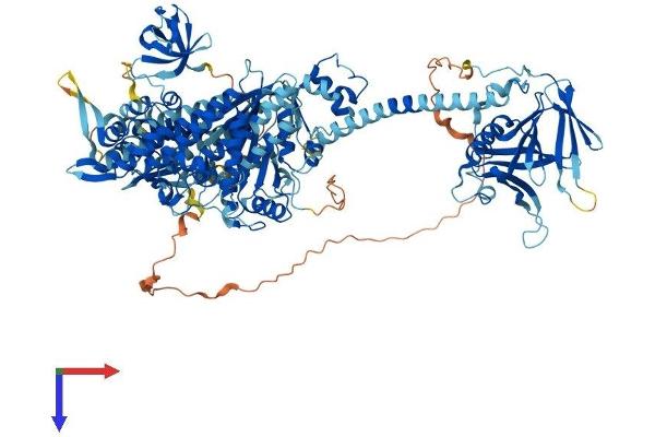 MYO1F Protein (AA 1-1098) (His tag)