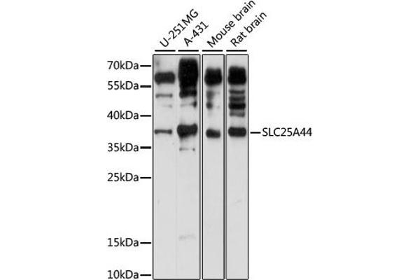 SLC25A44 抗体  (AA 90-190)