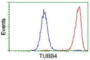 Flow cytometric Analysis of Hela cells, using anti-TUBB4 antibody (ABIN2454728), (Red), compared to a nonspecific negative control antibody, (Blue). (TUBB4 antibody)