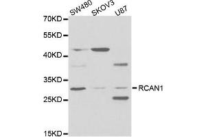 Western blot analysis of extracts of various cell lines, using RCAN1 antibody (ABIN5973067) at 1/1000 dilution. (RCAN1 antibody)