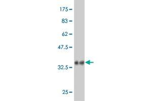 Western Blot detection against Immunogen (36. (RAPGEFL1 antibody  (AA 1-99))