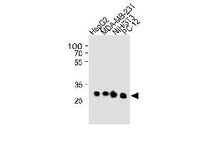 BCL2L1 Antibody (ABIN1882212 and ABIN2843472) western blot analysis in HepG2,MDA-MB-231,mouse NIH/3T3 and rat PC-12 cell line lysates (35 μg/lane). (BCL2L1 antibody)