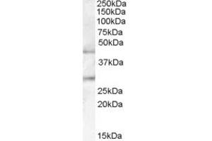 ABIN238559 (0. (B3GNT2 antibody  (Internal Region))