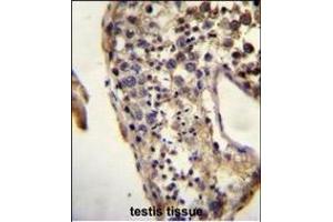 ECAT1 Antibody (N-term) (ABIN655185 and ABIN2844800) immunohistochemistry analysis in formalin fixed and paraffin embedded human testis tissue followed by peroxidase conjugation of the secondary antibody and DAB staining.