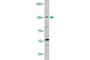 Western blot analysis of K-562 cell lysate (35 ug/lane) with BAI1 polyclonal antibody . (BAI1 antibody  (C-Term))