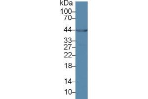 Western Blot; Sample: Porcine Heart lysate; Primary Ab: 2µg/ml Rabbit Anti-Human ANKRD1 Antibody Second Ab: 0. (ANKRD1 antibody  (AA 6-291))
