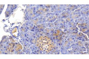 Detection of GRPR in Mouse Pancreas Tissue using Polyclonal Antibody to Gastrin Releasing Peptide Receptor (GRPR) (GRPR antibody)