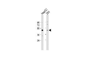 All lanes : Anti-SE Antibody (Center) at 1:2000 dilution Lane 1: HepG2 whole cell lysate Lane 2: 293 whole cell lysate Lysates/proteins at 20 μg per lane. (Selenoprotein P antibody  (AA 233-262))