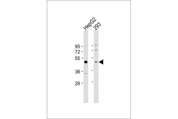 Selenoprotein P Antikörper  (AA 233-262)